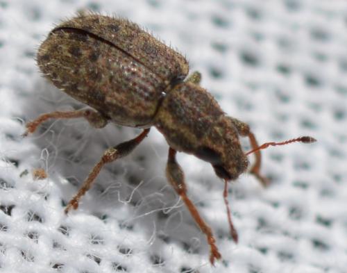 Réf. 310 614 : Sitona hispidulus